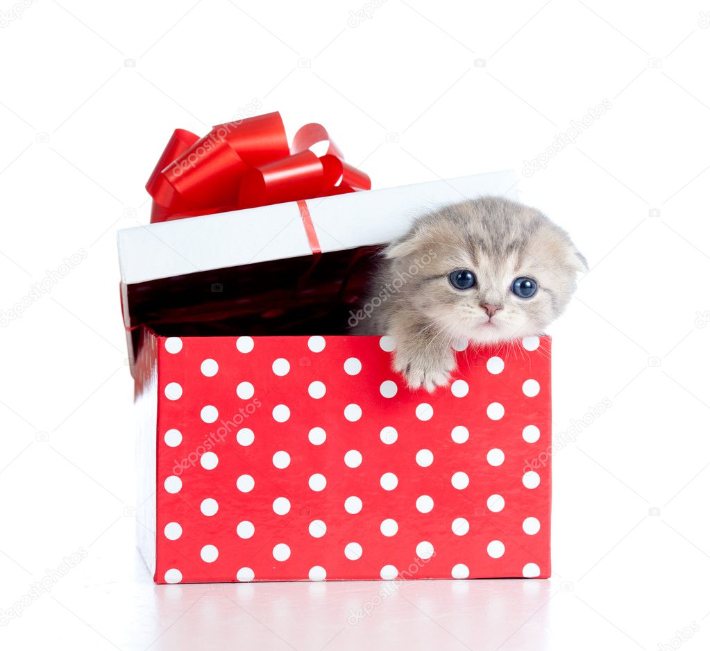 Bebe Chat Drole En Boite Cadeau Rouge Image Libre De Droit Par Andrey Kuzmin C