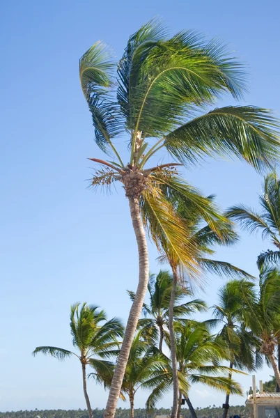 Palmen vor azurblauer Skyline. — Stockfoto