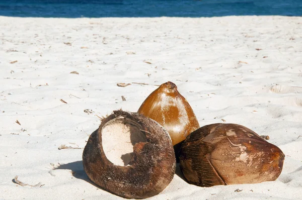 Stilleven - kokosnoten op een tropische wit zand strand — Stockfoto