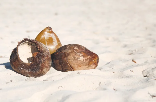 Νεκρή φύση - καρύδες σε ένα τροπικό λευκή άμμο της παραλίας — Φωτογραφία Αρχείου