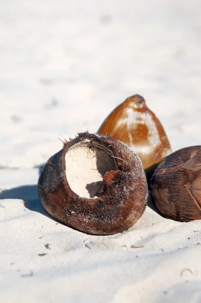 Still Life - coconuts on a tropical white sand beach — Stock Photo, Image