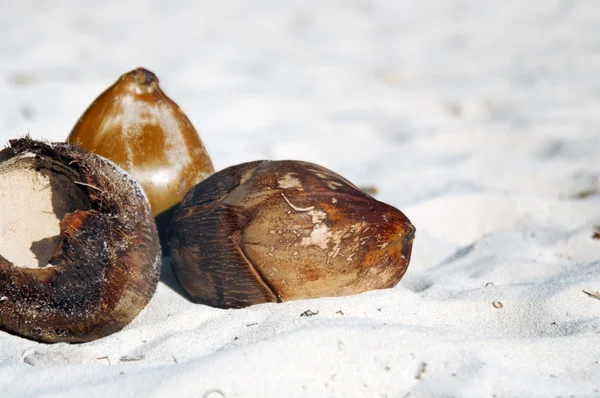 Still Life - coconuts on a tropical white sand beach — Stock Photo, Image