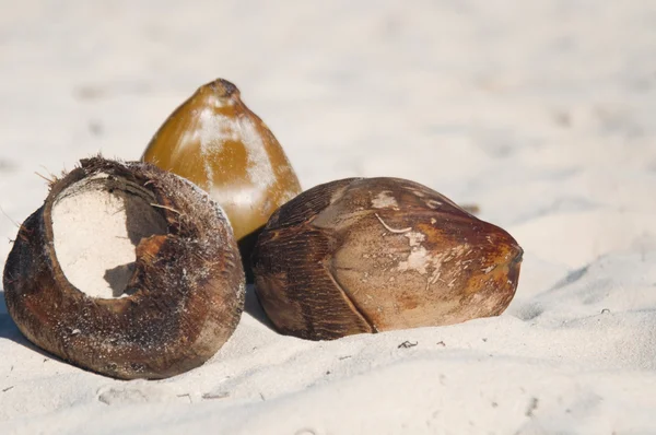Naturaleza muerta - cocos en una playa tropical de arena blanca — Foto de Stock