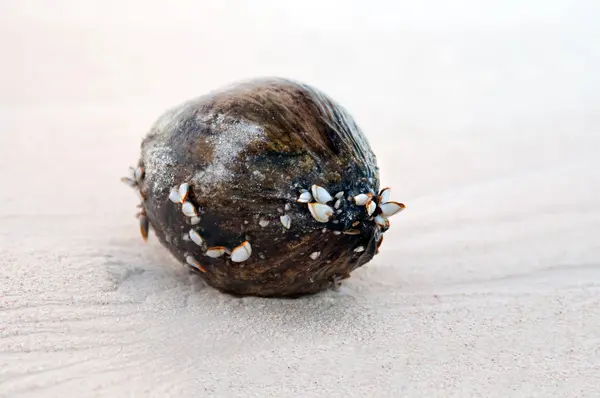 Nature morte - noix de coco sur une plage de sable blanc tropical — Photo