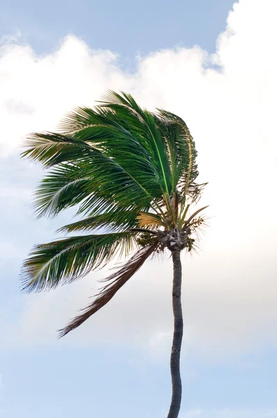 Stock image Palm Trees In Front Of Azure Skyline.