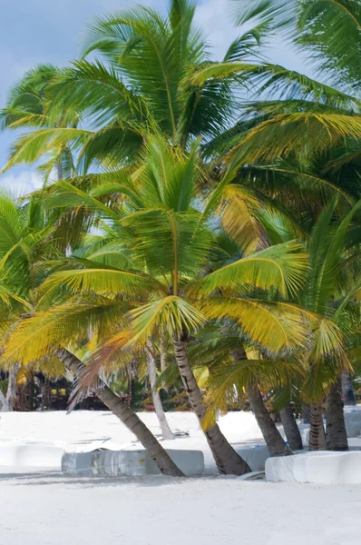 美妙的热带海滩半岛的萨马纳在多米尼加共和国 — 图库照片
