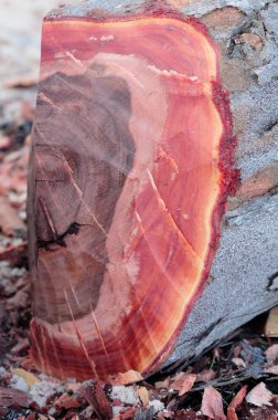 Close up of stump of mahogany clipart