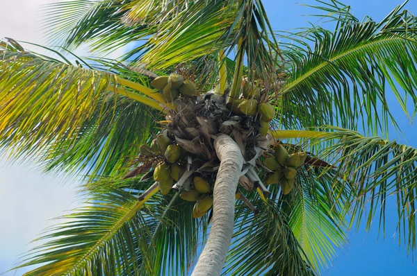 Kokosnødder på håndfladen - Stock-foto