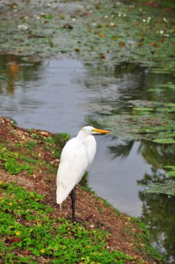 Göl üzerinde beyaz heron yüzeyi Lotus yeşil yaprakları ile.