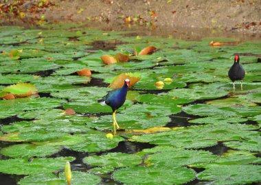 florida sulak fireflag yaprak mor moorhens yürür