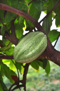 Cacao pod on tree