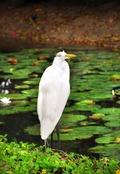 Göl üzerinde beyaz heron yüzeyi Lotus yeşil yaprakları ile. — Stok fotoğraf
