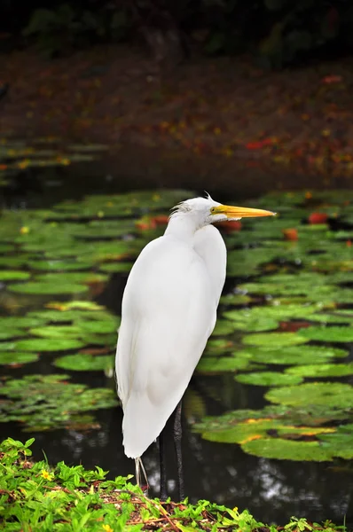 White heron on the lake with green leaves on the surface of the lotus. — Stock Photo, Image