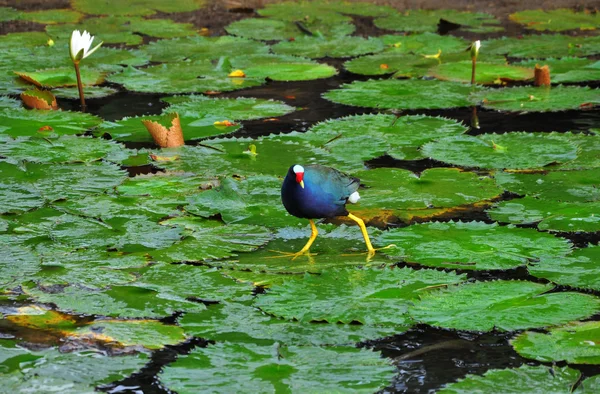 Фиолетовый галлинул гуляет по светлячковому листу на болотах Флориды — стоковое фото