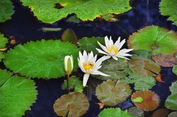 stock image White lotus