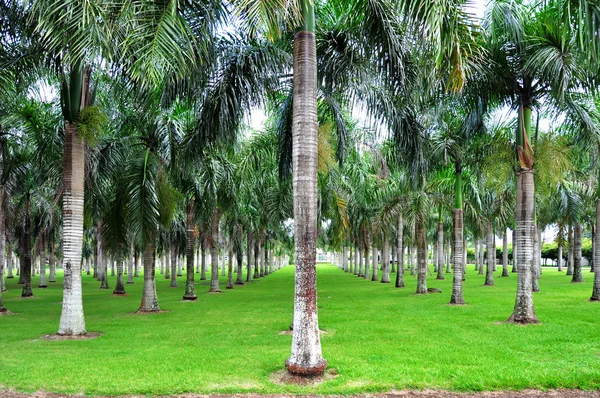 Fileiras puras de palmeiras no parque da cidade — Fotografia de Stock