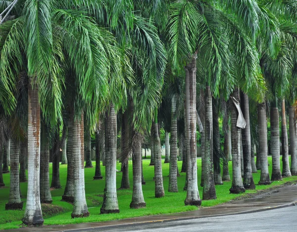 Neat rows of palm trees in city park — Stock Photo, Image