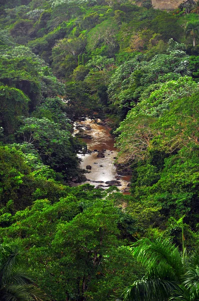 Orman, Dominik Cumhuriyeti — Stok fotoğraf