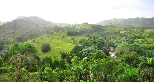 Jungle at Dominican Republic Stock Picture