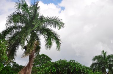 Gök manzarası önünde palmiye ağaçları.