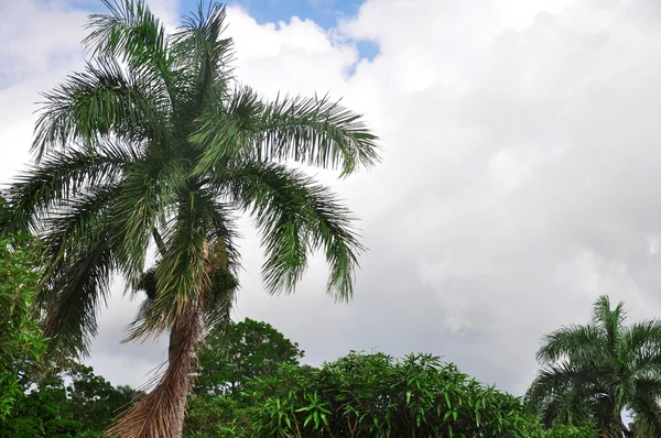 Gök manzarası önünde palmiye ağaçları. — Stok fotoğraf