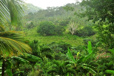 Jungle at Dominican Republic clipart