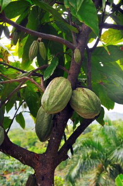 Cacao pod on tree