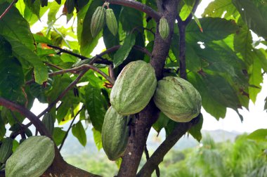 Cacao pod on tree