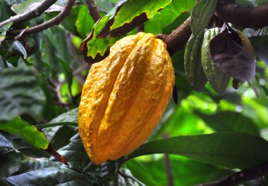 Cacao pod on tree