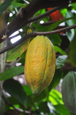 Cacao pod on tree