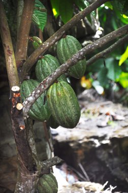 Cacao pod on tree