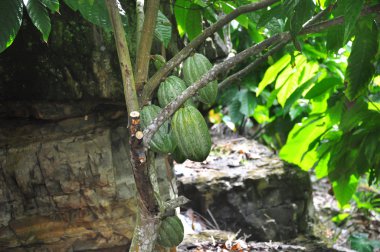 Cacao pod on tree