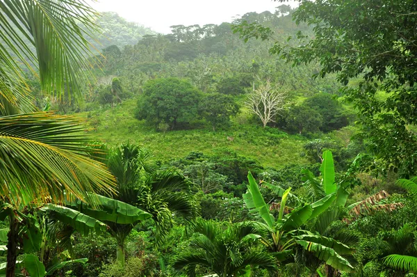 Dschungel in der Dominikanischen Republik — Stockfoto