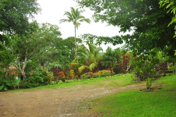 Orman, Dominik Cumhuriyeti — Stok fotoğraf