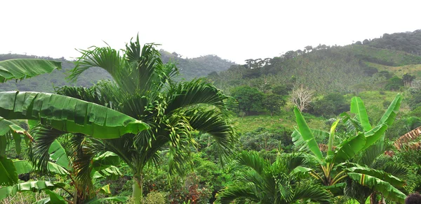 stock image Jungle at Dominican Republic