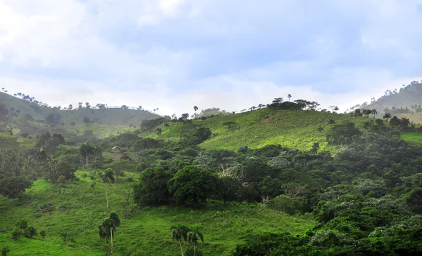 Jungle at Dominican Republic — Stock Photo, Image