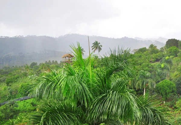 Jungle at Dominican Republic — Stock Photo, Image