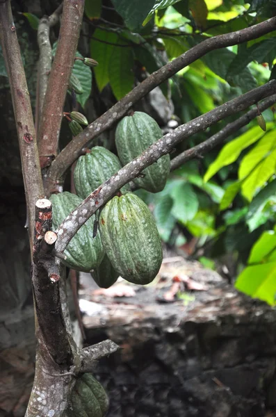 Vaina de cacao en el árbol — Foto de Stock