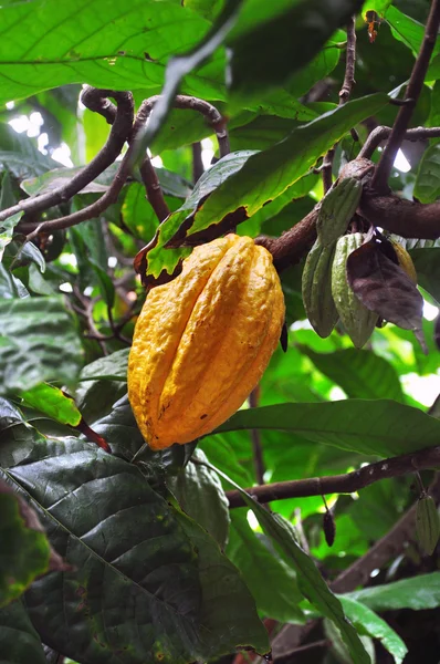 Vaina de cacao en el árbol —  Fotos de Stock