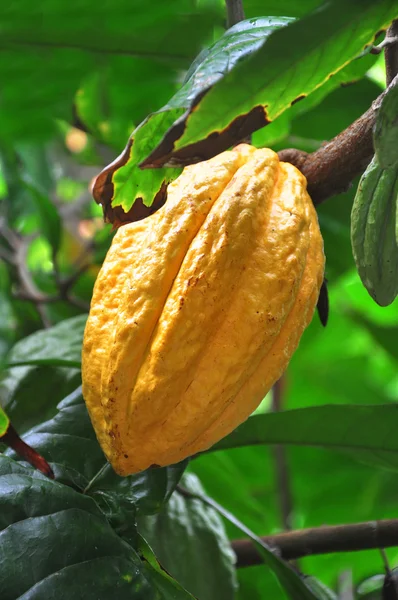 Cacao pod on tree — Stok fotoğraf