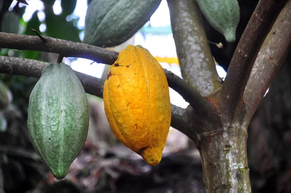 Kakaoschote auf Baum — Stockfoto