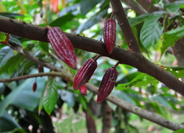 Cacao pod on tree — Stok fotoğraf