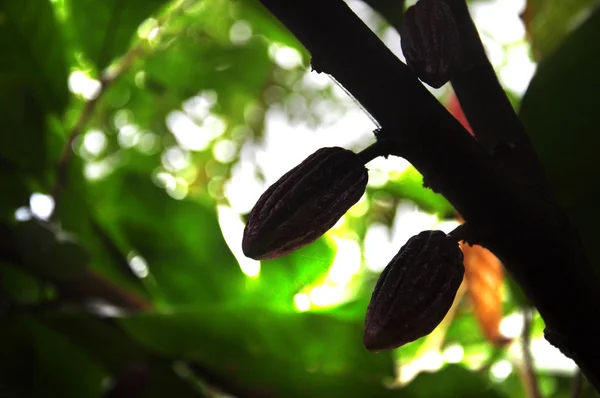 Cacao pod on tree — Stockfoto
