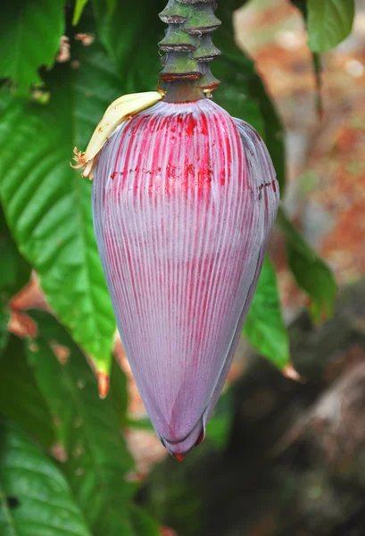 Banana flower, close-up — Stock Photo, Image
