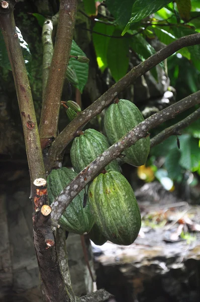 Cabillaud de cacao sur arbre — Photo