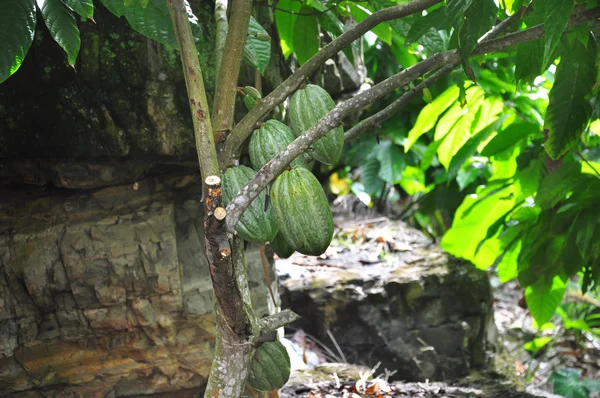 Какао стручок на дереві — стокове фото
