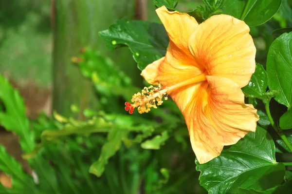 stock image Ovary of tropical flowers on a branch