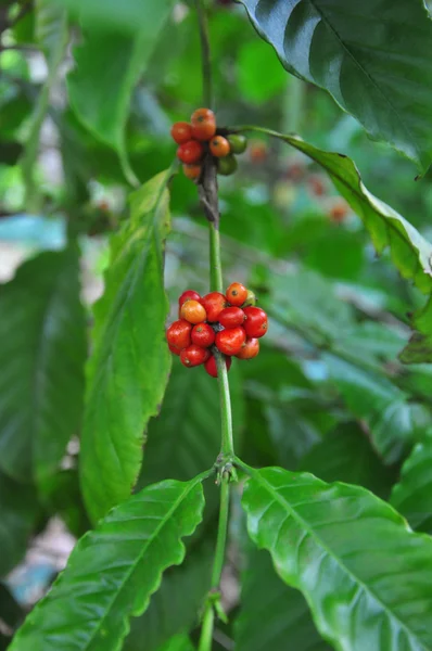 Red coffee beans on a branch of coffee tree — Stock Photo, Image