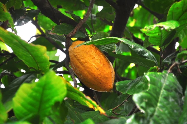 Pod kakao na drzewo — Zdjęcie stockowe