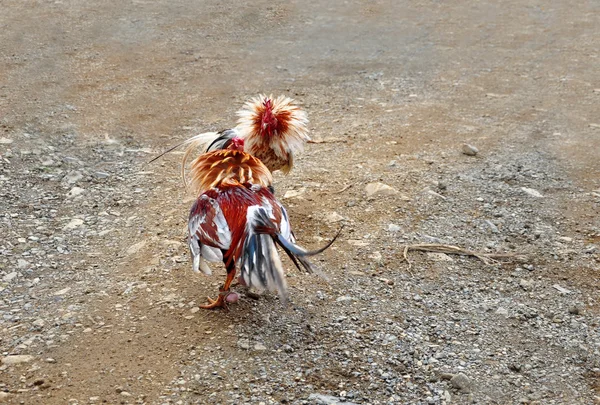 Game-cock, cockfighting - традиционные развлечения в Доминиканской Республике — стоковое фото